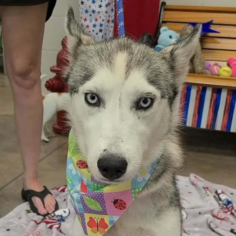 An adult medium-sized female Husky dog named Rhonda for adoption in Woolwich, ME