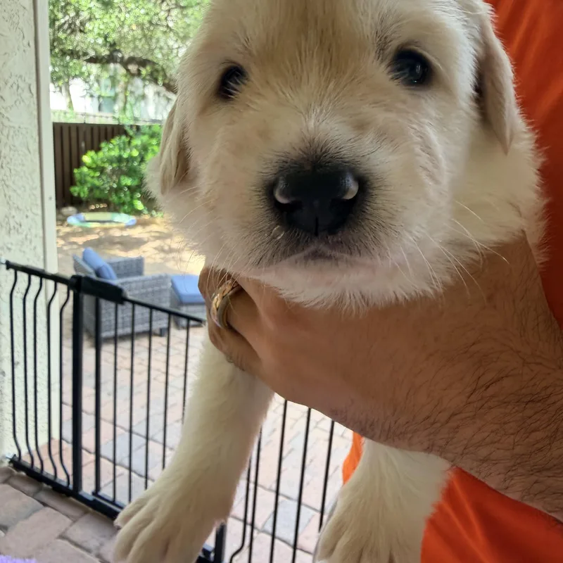 Gwen Ginger Gloria thumbnail 2