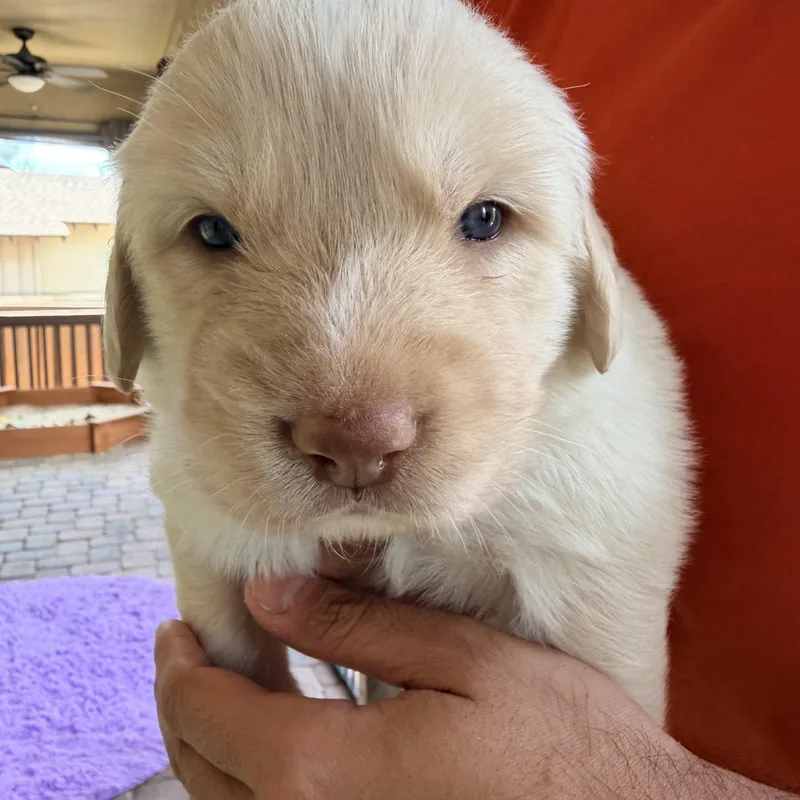 Gwen Ginger Gloria thumbnail 3