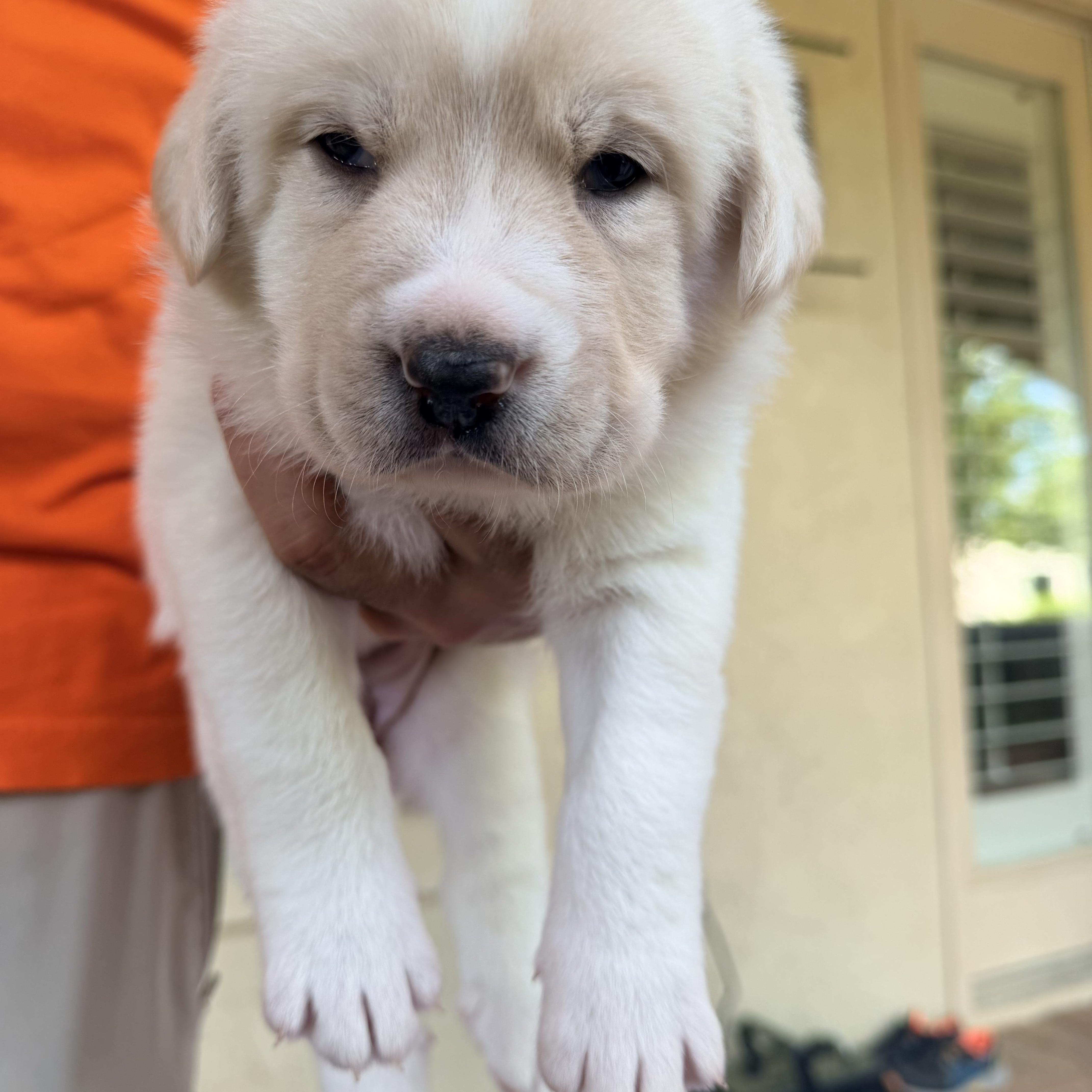 Gwen Ginger Gloria thumbnail 4