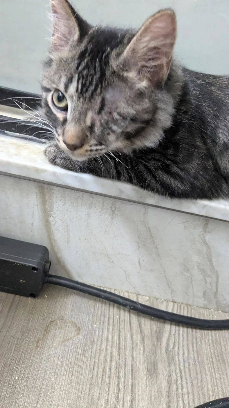 Zeus