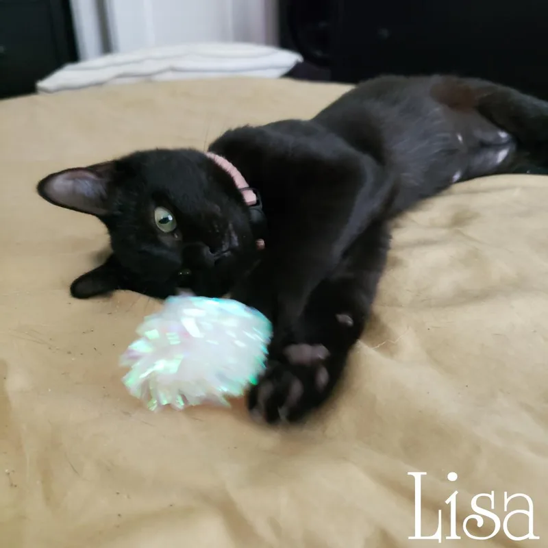 Bonded Bart And Lisa thumbnail 2