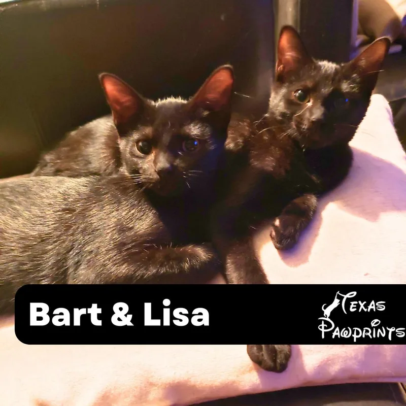 Bonded Bart And Lisa