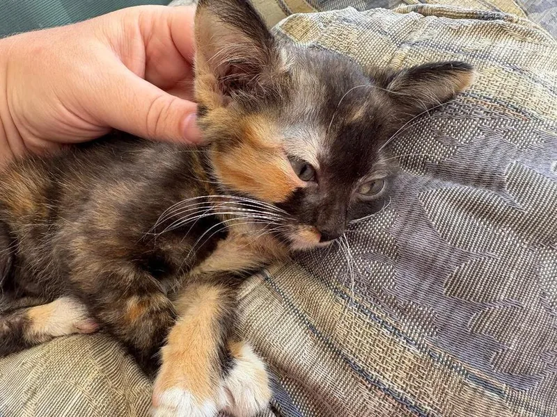 A baby medium-sized female Domestic Short Hair cat named Maple for adoption in Oceanside, CA