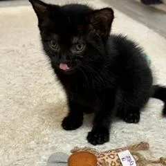 A baby small-sized female Black Domestic Short Hair cat named Viper for adoption in North Myrtle Beach, SC