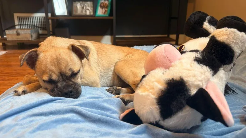 A baby small-sized female Brown / Chocolate Pug dog named Winona for adoption in Plymouth, MI