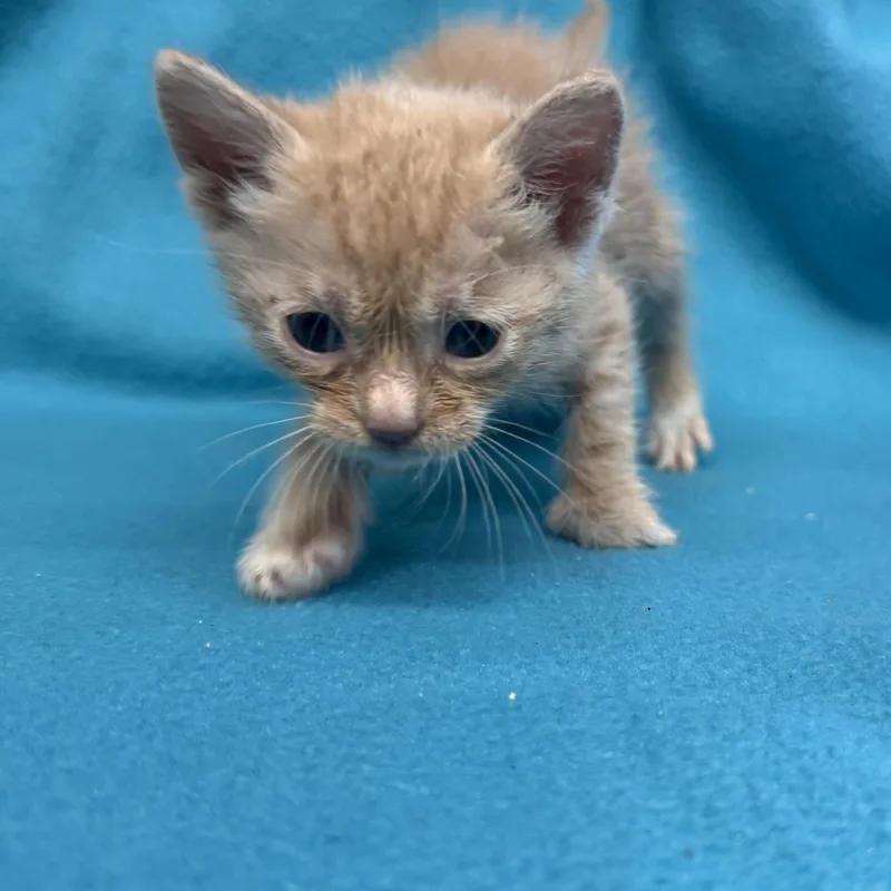 A baby medium-sized male Tabby (Orange / Red) Domestic Short Hair cat named Nemo for adoption in Oakdale, CA