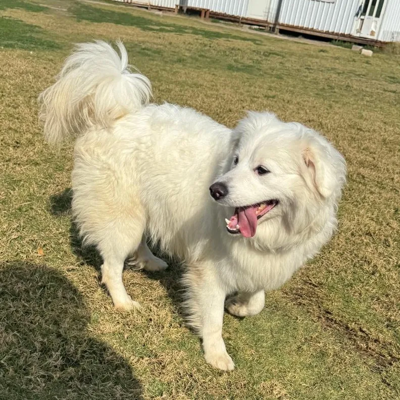 An adult small-sized male Spitz dog named Champ for adoption in New York, NY