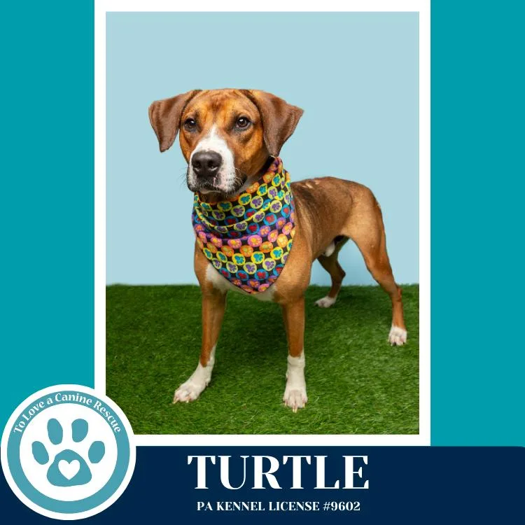 A young large-sized male Tricolor (Brown, Black, & White) Boxer dog named Turtle for adoption in Kimberton, PA