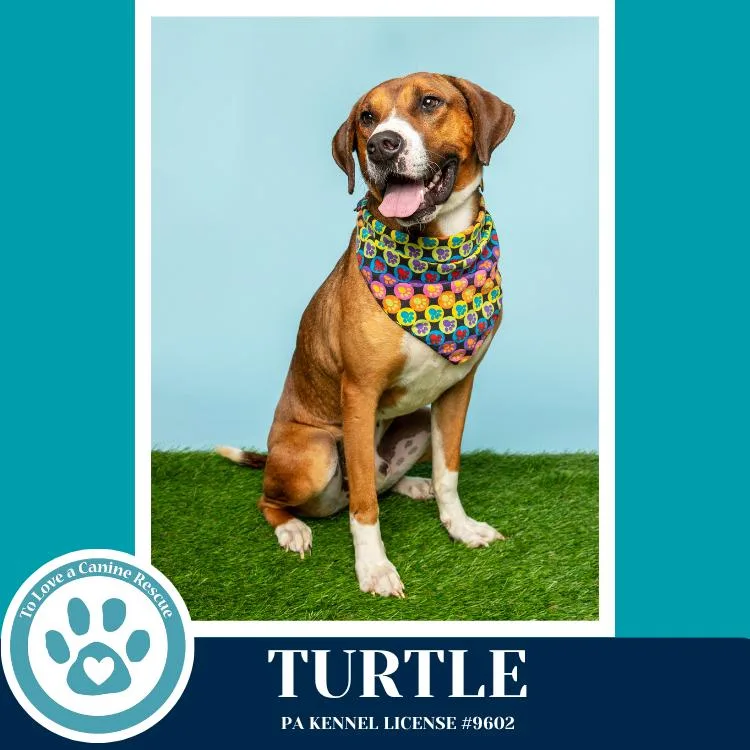 Turtle thumbnail 2