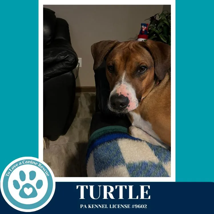 Turtle thumbnail 3