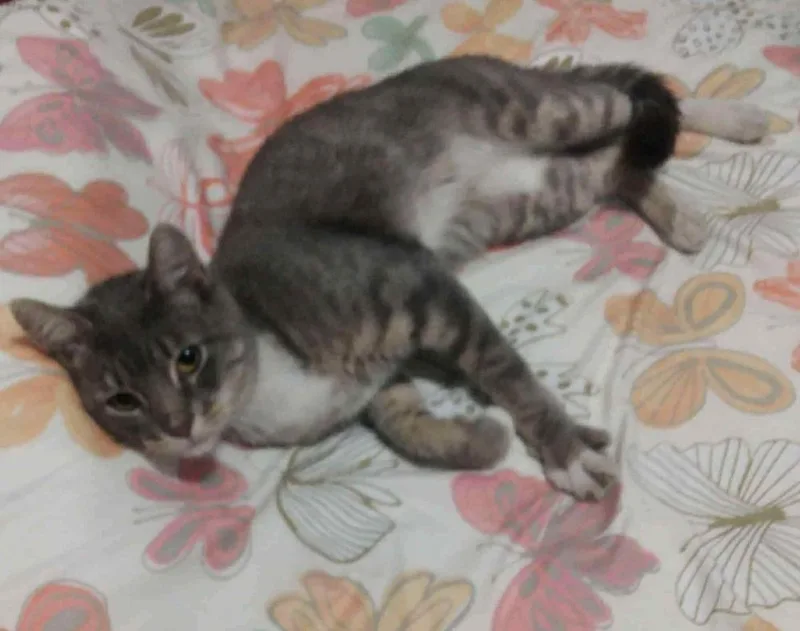 Bubulubu thumbnail 2