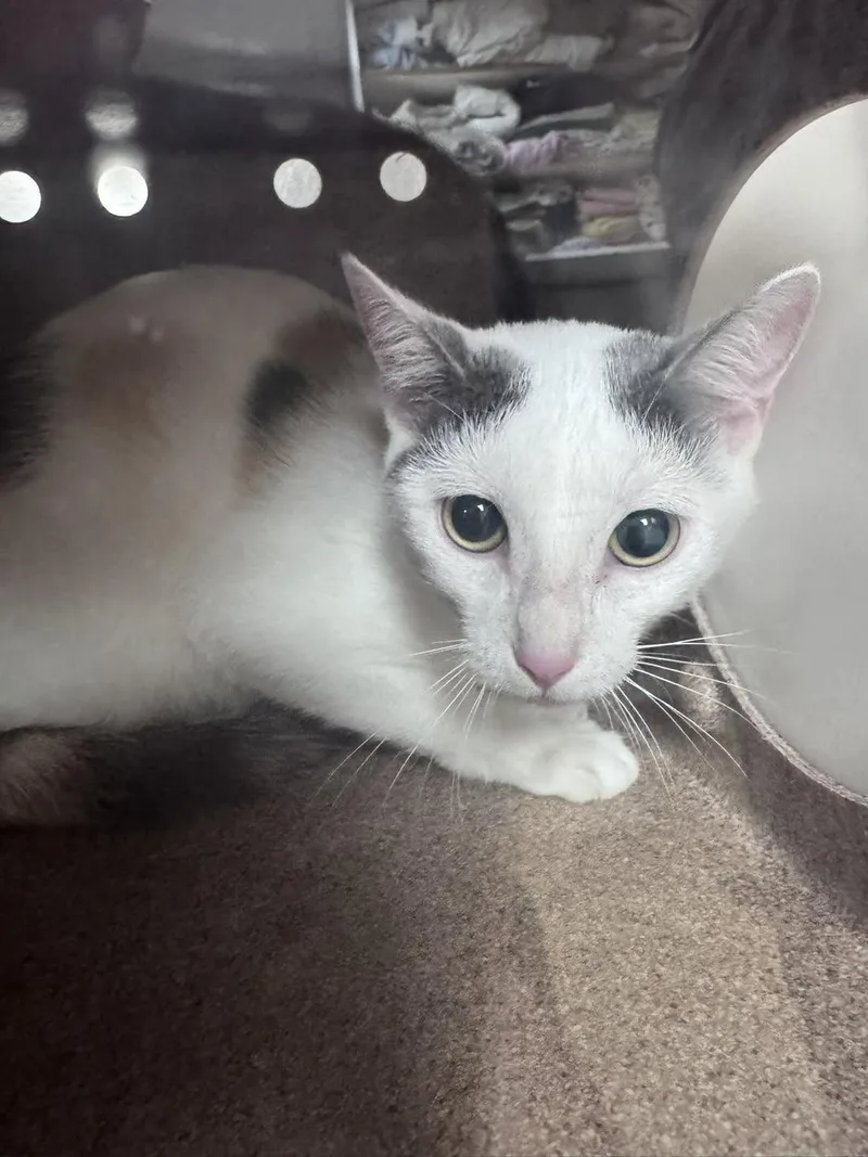 A young medium-sized female White Domestic Short Hair cat named Lizzie Mcguire for adoption in Rowlett, TX