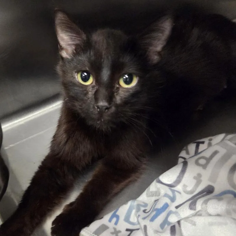 An adult medium-sized female Black Domestic Medium Hair cat named Nubia for adoption in Hinsdale, IL