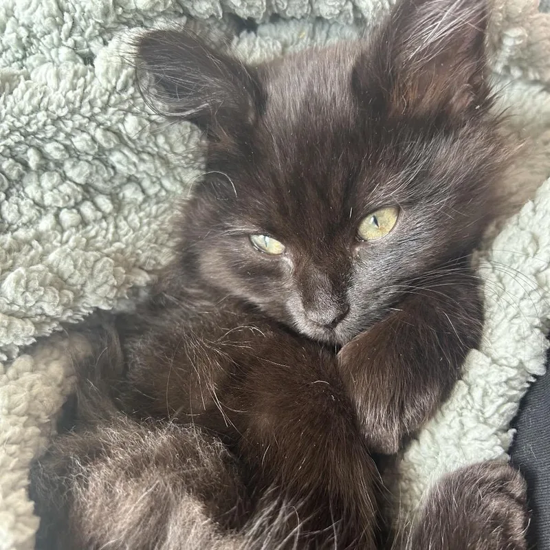 A baby small-sized male Black Domestic Long Hair cat named Raven Nation for adoption in Fredericksburg, VA
