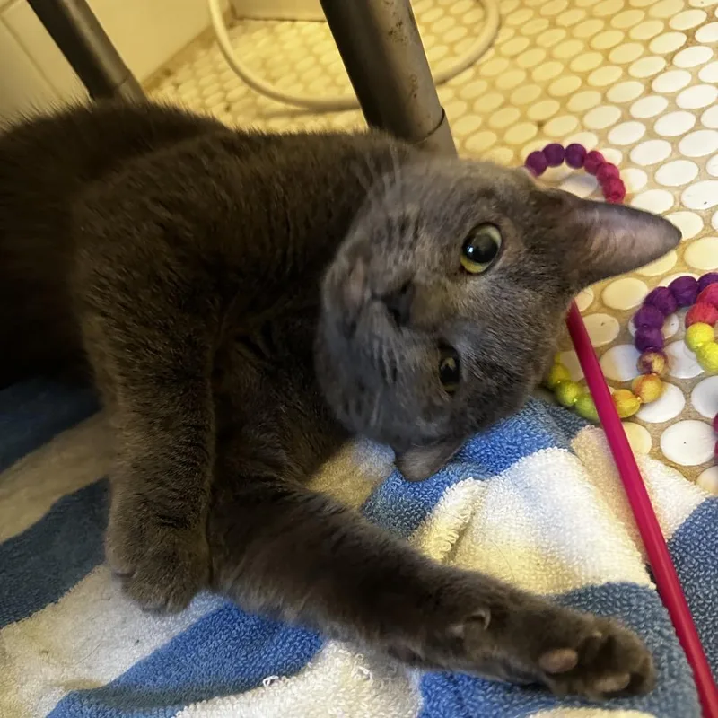 An adult medium-sized female Gray / Blue / Silver Domestic Short Hair cat named Pheonix for adoption in Middle Village, NY