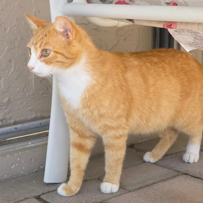 An adult large-sized male Orange / Red Domestic Short Hair cat named Crysto for adoption in Williston, FL