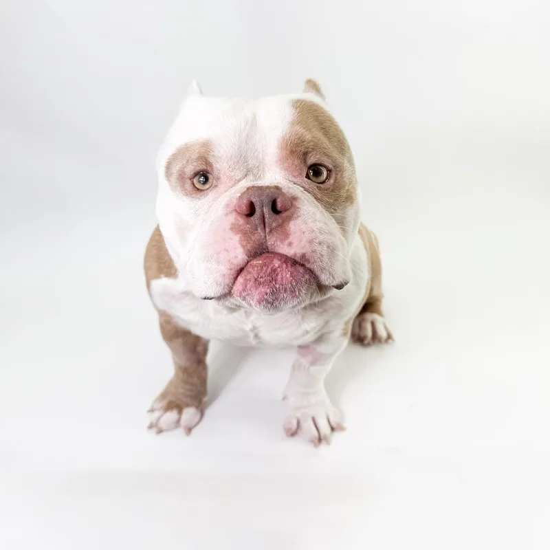 An adult medium-sized male Golden American Bully dog named Goomba for adoption in Scottsdale, AZ