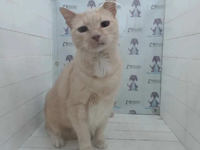 A senior small-sized male Domestic Short Hair cat named Felix for adoption in Orlando, FL