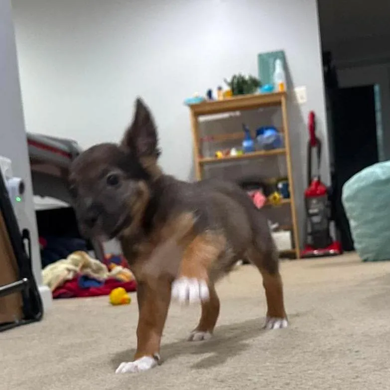 Slinky Dog thumbnail 2