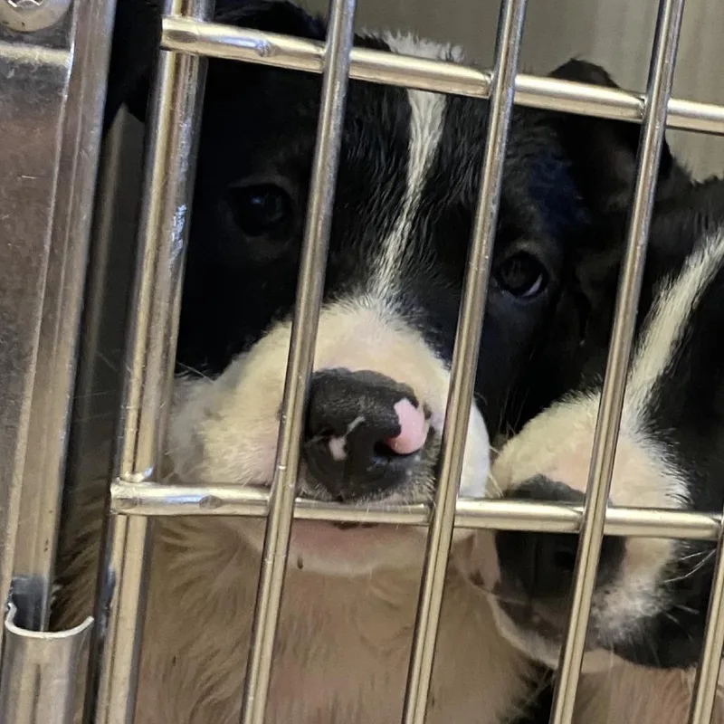 A baby small-sized female Black Mixed Breed dog named Jumper for adoption in Ardmore, OK