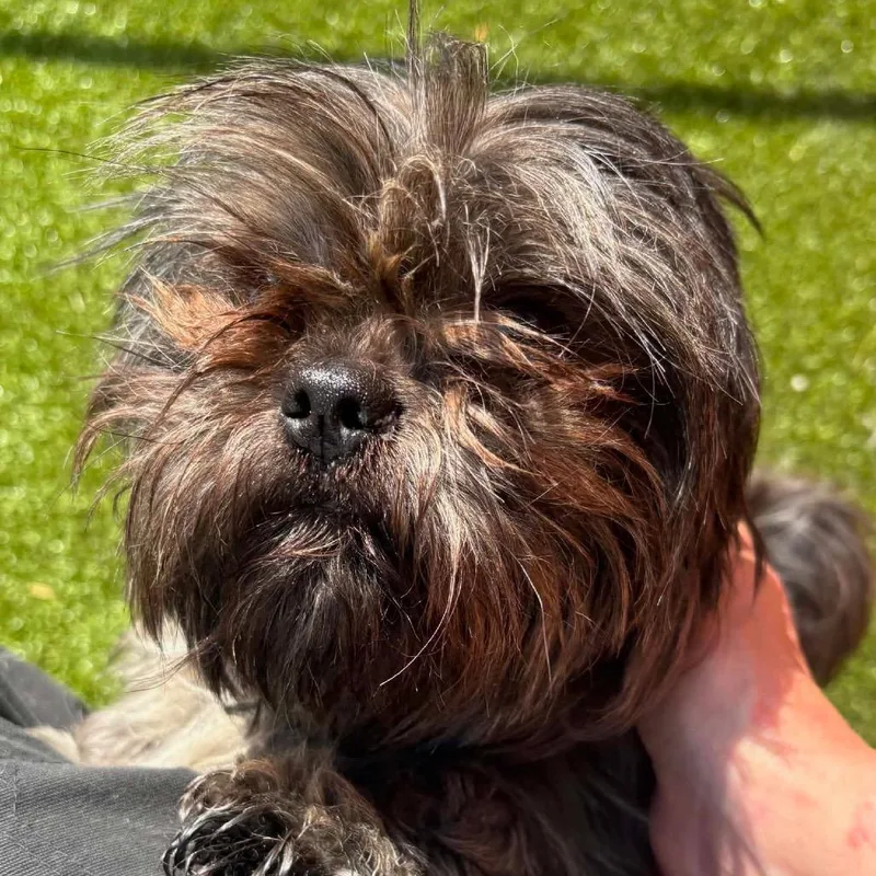 An adult small-sized male Brown / Chocolate Shih Tzu dog named Olly for adoption in Northville, MI