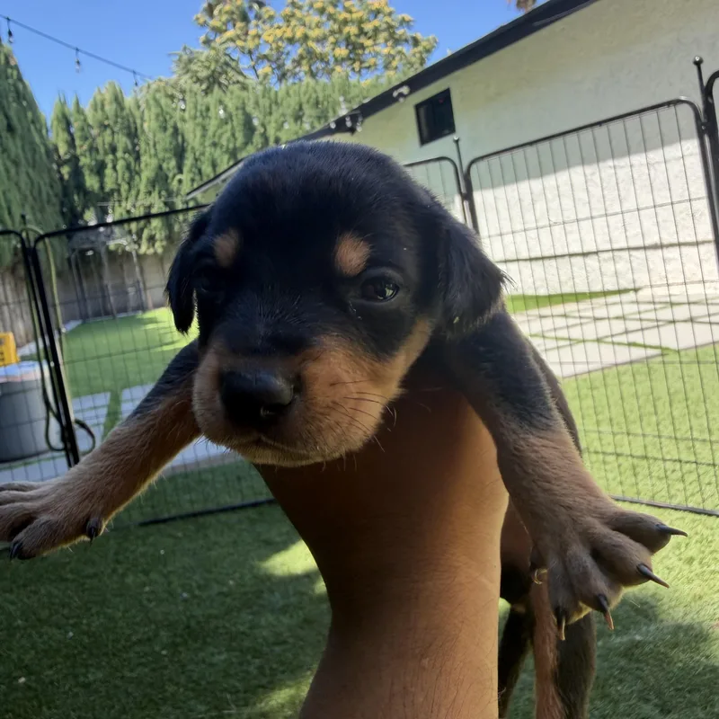 A baby medium-sized male Bicolor German Shepherd Dog dog named Scone for adoption in Santa Monica, CA