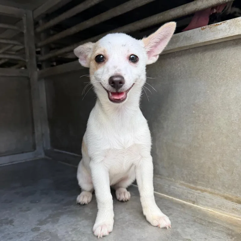 A baby small-sized female White / Cream German Shepherd Dog dog named Polly Molly for adoption in Edinburg, TX