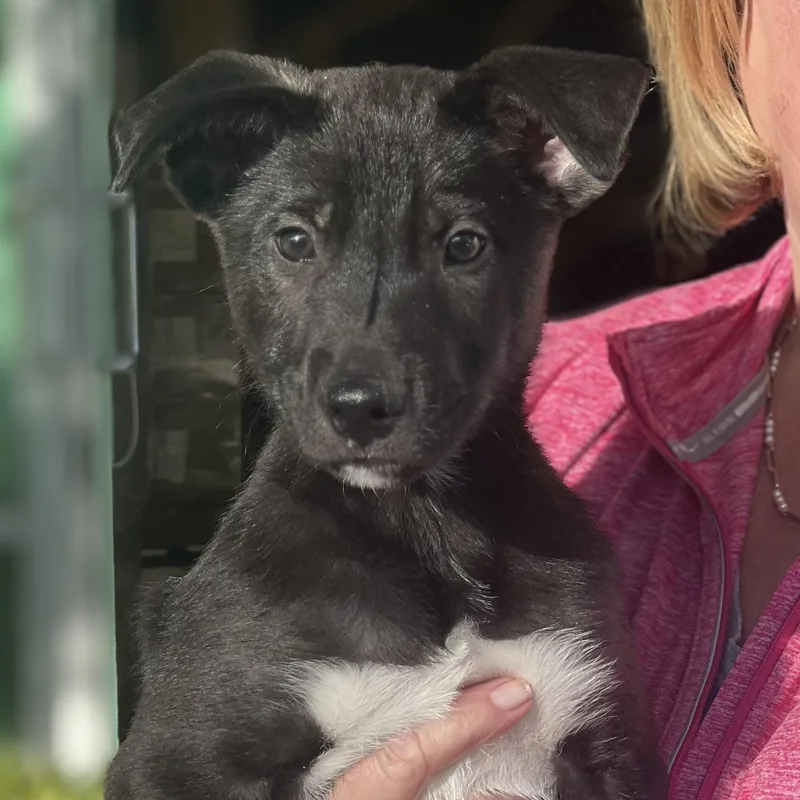 Boots~ Curious And Cuddly thumbnail 2