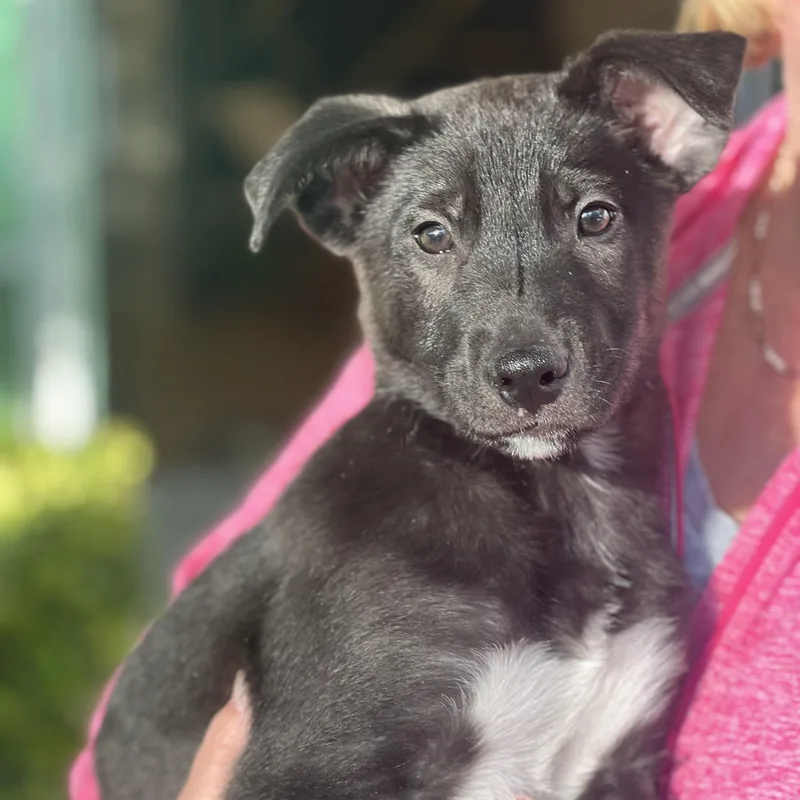 Boots~ Curious And Cuddly thumbnail 4