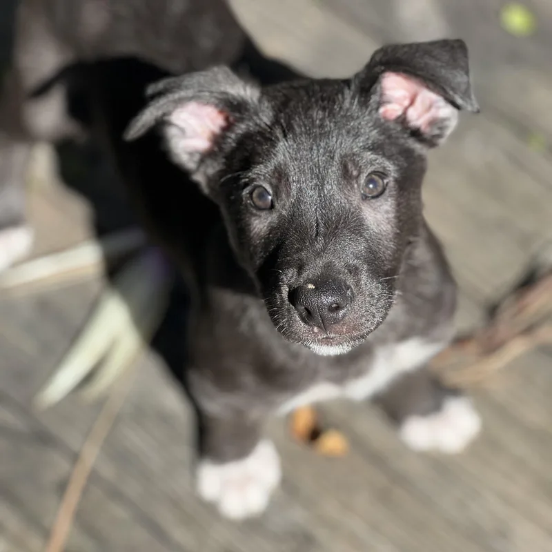Boots~ Curious And Cuddly