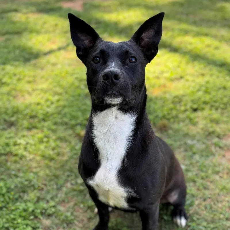 An adult medium-sized male Black Labrador Retriever dog named Jupiter for adoption in Summerdale, AL