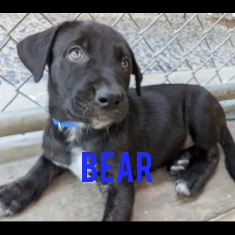 Bear thumbnail 5