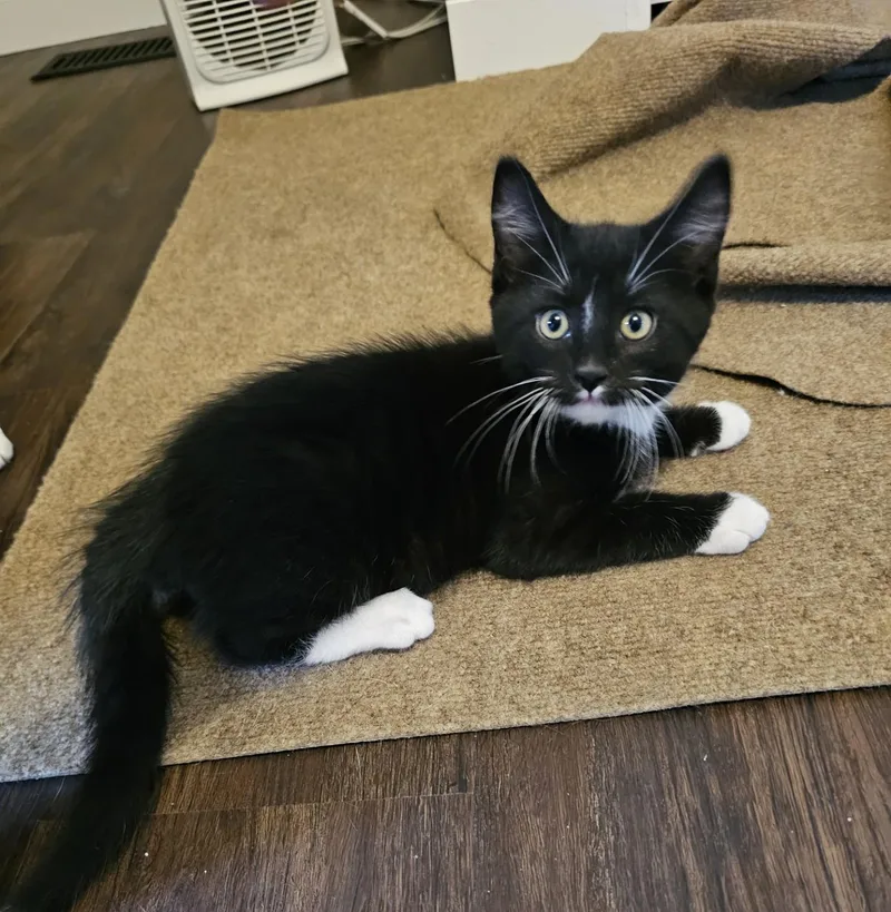 A baby medium-sized male Black & White / Tuxedo Domestic Short Hair cat named Darrow for adoption in Pasco, WA
