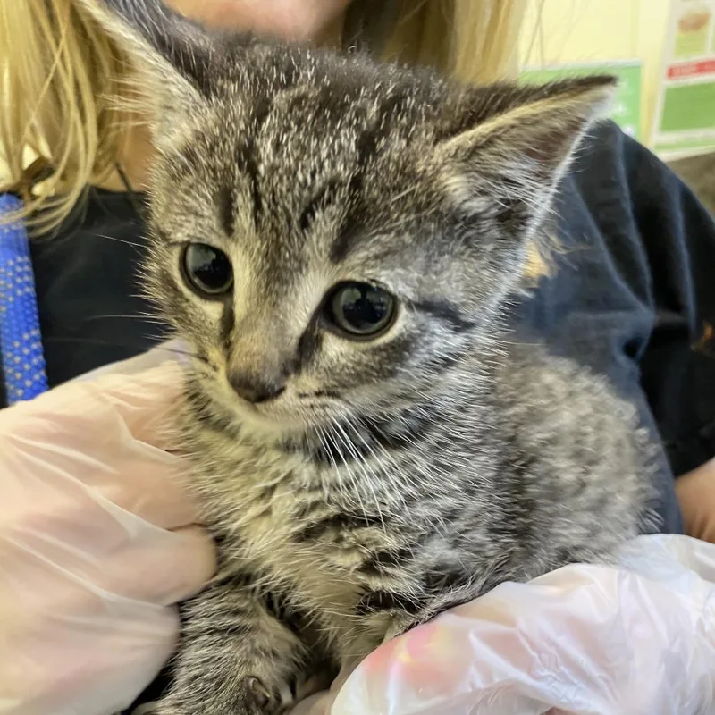 A baby small-sized male Brown / Chocolate Domestic Short Hair cat named John for adoption in Lynchburg, VA