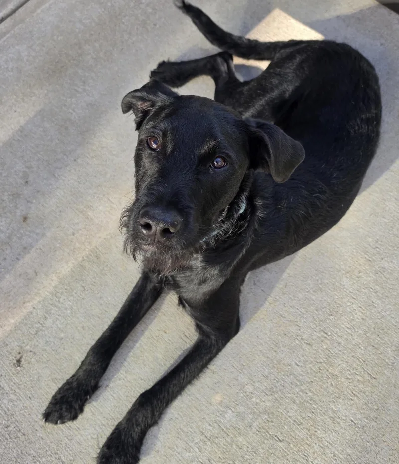 A baby medium-sized male Black Mixed Breed dog named Charlie for adoption in Maineville, OH
