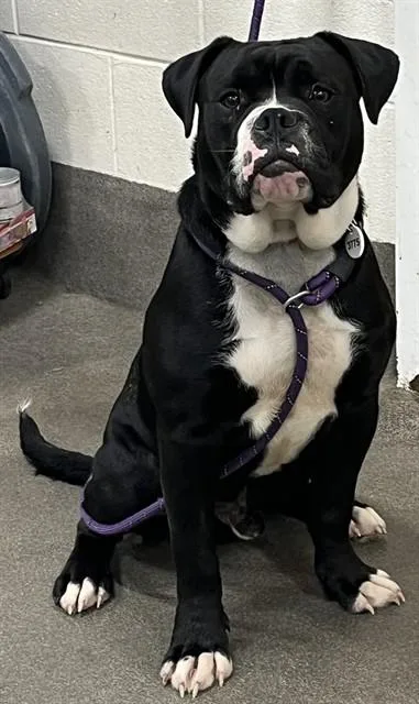 A young medium-sized male Boxer dog named Azul for adoption in Upper Marlboro, MD