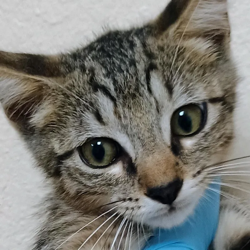 A baby small-sized male Brown / Chocolate Domestic Medium Hair cat named Wickersham for adoption in Palestine, TX