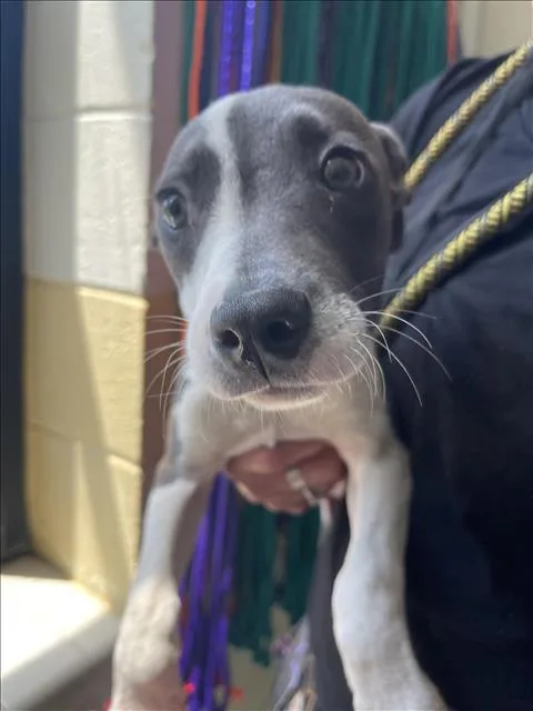 A baby small-sized female Pit Bull Terrier dog named Stella for adoption in Tulsa, OK