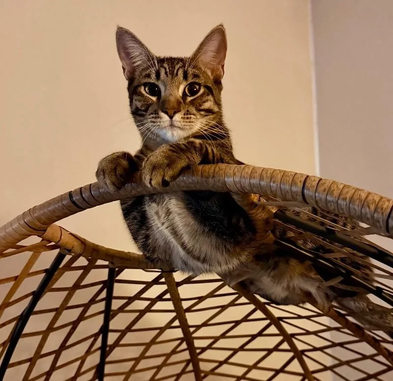 Citrine  Gemstone Litter