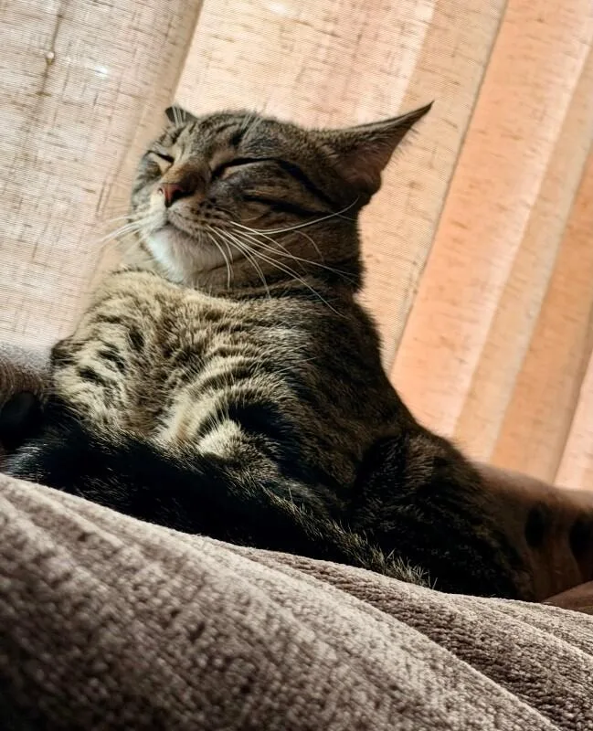 Citrine  Gemstone Litter thumbnail 2