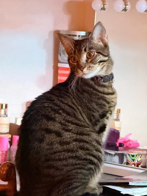 Citrine  Gemstone Litter thumbnail 3