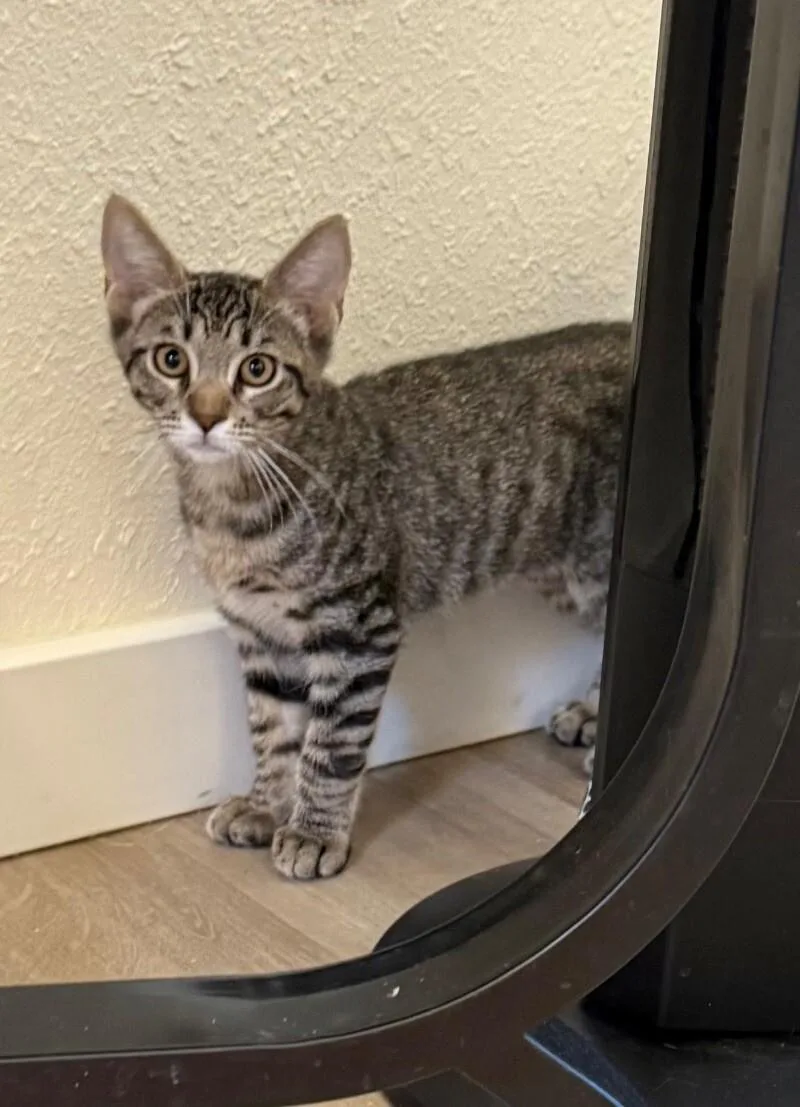 Citrine  Gemstone Litter thumbnail 4