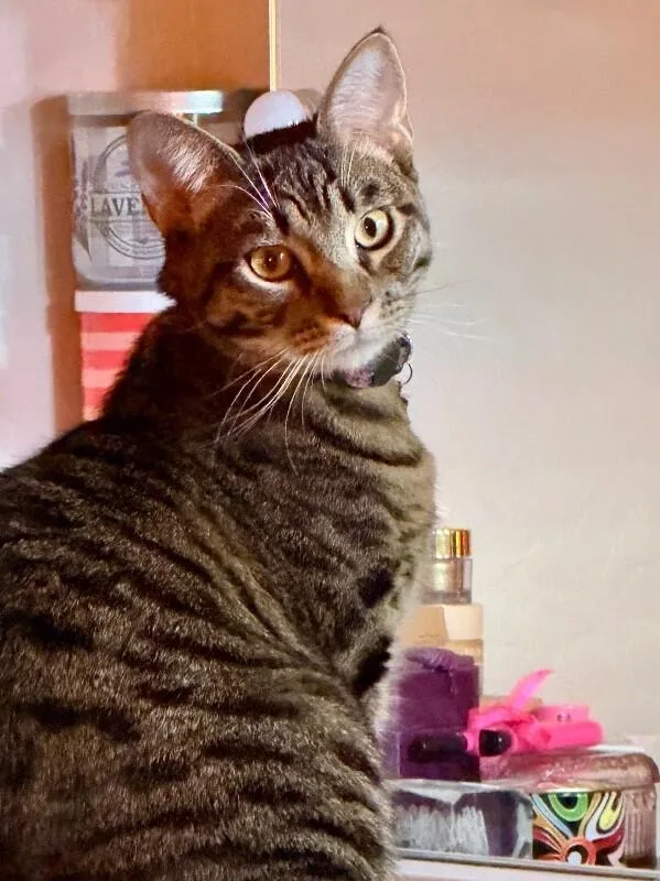 Citrine  Gemstone Litter thumbnail 5