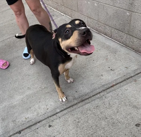 An adult medium-sized female Mixed Breed dog named Sassy for adoption in New York, NY