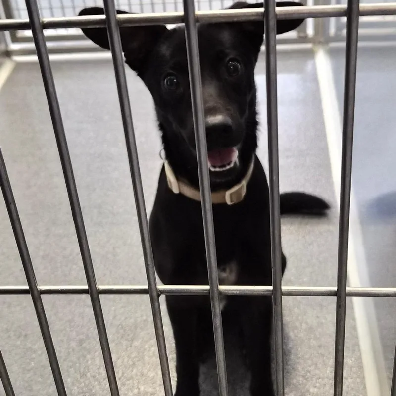 A young medium-sized female Black Terrier dog named Pebbles for adoption in Montgomery, AL