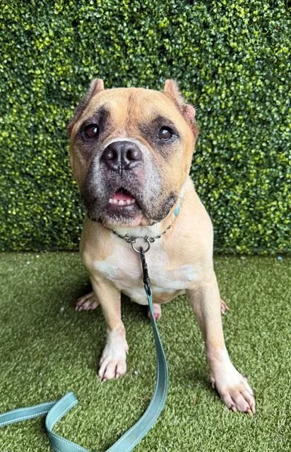 An adult medium-sized male American Bulldog dog named Jimothy for adoption in Naples, FL