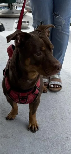 An adult small-sized male American Bulldog dog named Bear for adoption in Miami, FL