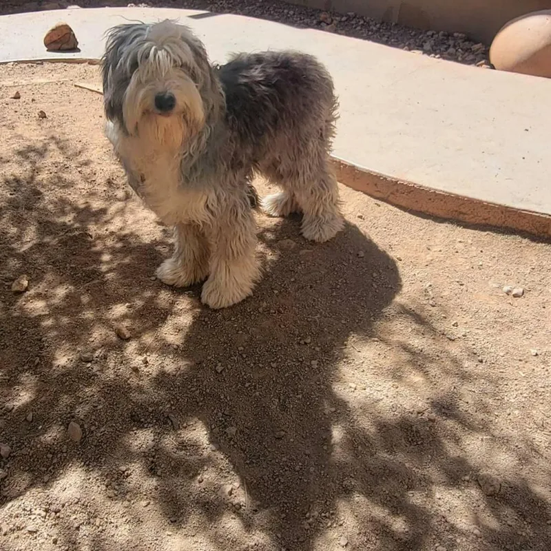 A baby large-sized male Old English Sheepdog dog named Milo for adoption in Tucson, AZ