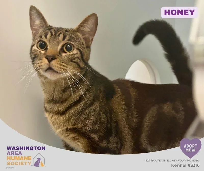 An adult medium-sized male Tabby (Brown / Chocolate) Domestic Short Hair cat named Honey for adoption in Eighty Four, PA